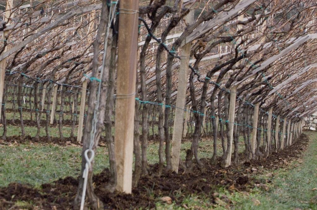 Villa Bertagnolli - Locanda Del Bel Sorriso ترينتو المظهر الخارجي الصورة